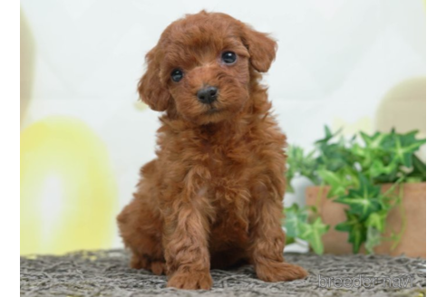 成約済の千葉県のトイプードル-225153の4枚目